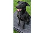Adopt Shadow a Terrier (Unknown Type, Small) / Labrador Retriever / Mixed dog in