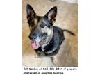 Adopt Georgia a Black - with Tan, Yellow or Fawn German Shepherd Dog / Mixed dog