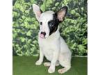 Adopt Austin a Australian Cattle Dog / Mixed dog in Modesto, CA (40738169)
