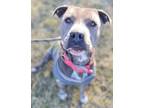 Adopt Marceline a Gray/Blue/Silver/Salt & Pepper American Pit Bull Terrier dog