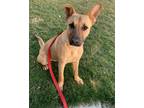 Adopt Jazzy a Tan/Yellow/Fawn - with Black Black Mouth Cur / Mixed Breed