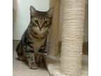 Adopt Danta a Brown Tabby Domestic Shorthair / Mixed Breed (Medium) / Mixed