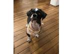 Adopt Russell a Black Shih Tzu / Mixed dog in Newport, KY (39812244)