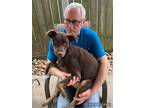 Adopt Clyde a Brown/Chocolate Labrador Retriever dog in Twin Falls