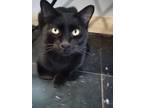 Adopt Frank a All Black Bombay cat in Sapulpa, OK (40611352)