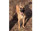 Adopt Giza- Located in Georgia a Tan/Yellow/Fawn - with Black Belgian Malinois /