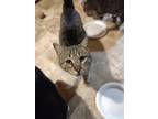 Adopt Zero a Brown Tabby Domestic Shorthair (short coat) cat in York