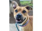 Adopt Tatum a American Pit Bull Terrier / Mixed dog in Chico, CA (40673698)