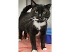 Adopt Randall a Domestic Shorthair / Mixed (short coat) cat in Portland