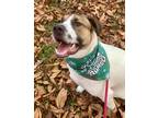 Adopt Macy a Tricolor (Tan/Brown & Black & White) Anatolian Shepherd / Mixed