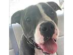 Adopt Joey Fishsticks a Black - with White American Pit Bull Terrier / Mixed dog