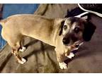 Adopt Trixie a Tricolor (Tan/Brown & Black & White) Dachshund / Mixed Breed