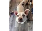 Adopt Winston a White - with Brown or Chocolate Shar Pei / Cocker Spaniel /