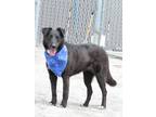 Adopt Salem a Labrador Retriever / Border Collie / Mixed dog in Van Wert