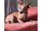 Adopt Evie a Red/Golden/Orange/Chestnut - with Black Miniature Pinscher / Mixed