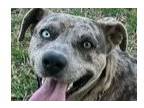 Adopt Milo a Catahoula Leopard Dog / Terrier (Unknown Type