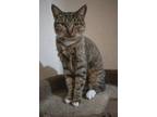 Adopt Annie a Gray, Blue or Silver Tabby American Shorthair (short coat) cat in
