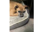 Adopt Laila a Black Boxer / Mixed Breed (Medium) / Mixed (short coat) dog in