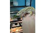 Adopt Beefy a Lizard reptile, amphibian, and/or fish in South Bend