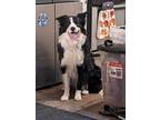 Adopt Disco Duck a Black - with White Border Collie / Mixed dog in Long Island