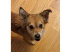 Adopt Margo a White - with Black Pomeranian / Mixed Breed (Medium) / Mixed