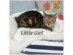 Adopt Little Girl a Tiger Striped American Shorthair (short coat) cat in
