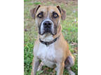 Adopt Mack a Tan/Yellow/Fawn Mixed Breed (Small) / Mixed Breed (Medium) / Mixed