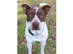 Adopt Ember a White Australian Cattle Dog / Mixed Breed (Medium) / Mixed (short
