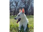 Adopt Sunny a Tan/Yellow/Fawn - with White German Shepherd Dog / Mixed dog in