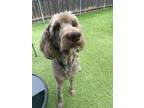 Adopt Moses a Brown/Chocolate - with White Labradoodle / Mixed dog in Dallas