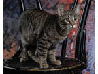 Adopt Origami a Brown Tabby Domestic Shorthair / Mixed Breed (Medium) / Mixed