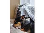 Adopt Sassy a Black - with Tan, Yellow or Fawn Rat Terrier / Mixed dog in Kent