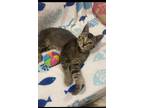 Adopt TEDDY a Brown Tabby Domestic Shorthair (short coat) cat in Burlington