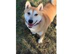 Adopt Chex a Tan/Yellow/Fawn Shiba Inu / Mixed dog in Wausau, WI (40731806)