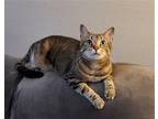 Adopt Amber a Brown Tabby Domestic Shorthair / Mixed (short coat) cat in