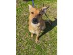 Adopt Cupid a Brindle Mixed Breed (Small) / Mixed Breed (Medium) / Mixed (short