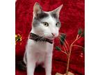 Adopt Viking aka Baby Boy a Domestic Shorthair / Mixed cat in Youngtown