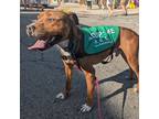 Adopt Pop a Boxer / American Pit Bull Terrier / Mixed dog in Richmond