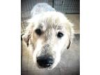 Adopt Charlie a White Great Pyrenees / Mixed dog in Shreveport, LA (40724655)