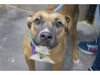 Adopt Charity (Chardonnay) a Pointer / Mixed dog in Mountain Home, AR (40697953)