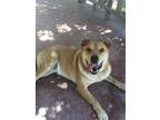 Adopt Huchi a Labrador Retriever / Terrier (Unknown Type