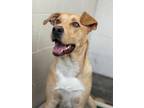Adopt Beans a Brindle Labrador Retriever / Mixed Breed (Medium) / Mixed (short
