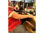 Adopt Kingo a Border Collie / Mixed Breed (Medium) / Mixed dog in Heber