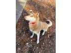 Adopt Shiba a Brindle Alaskan Klee Kai / Mixed Breed (Medium) / Mixed (medium