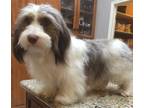 Adopt Dixie a Brown/Chocolate - with White Dachshund / Mixed dog in San Tan