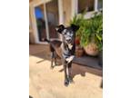 Adopt Tenoch a Black - with White Labrador Retriever / Border Collie / Mixed dog