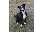 Adopt Kenzie a Black American Staffordshire Terrier / Bull Terrier / Mixed