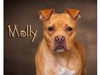 Adopt Molly a Red/Golden/Orange/Chestnut Pit Bull Terrier / Mixed dog in