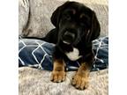 Adopt Finn a Tricolor (Tan/Brown & Black & White) Basset Hound / Shiba Inu /