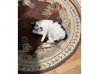 Adopt Charlie Chaplin a Black & White or Tuxedo American Bobtail / Mixed (short